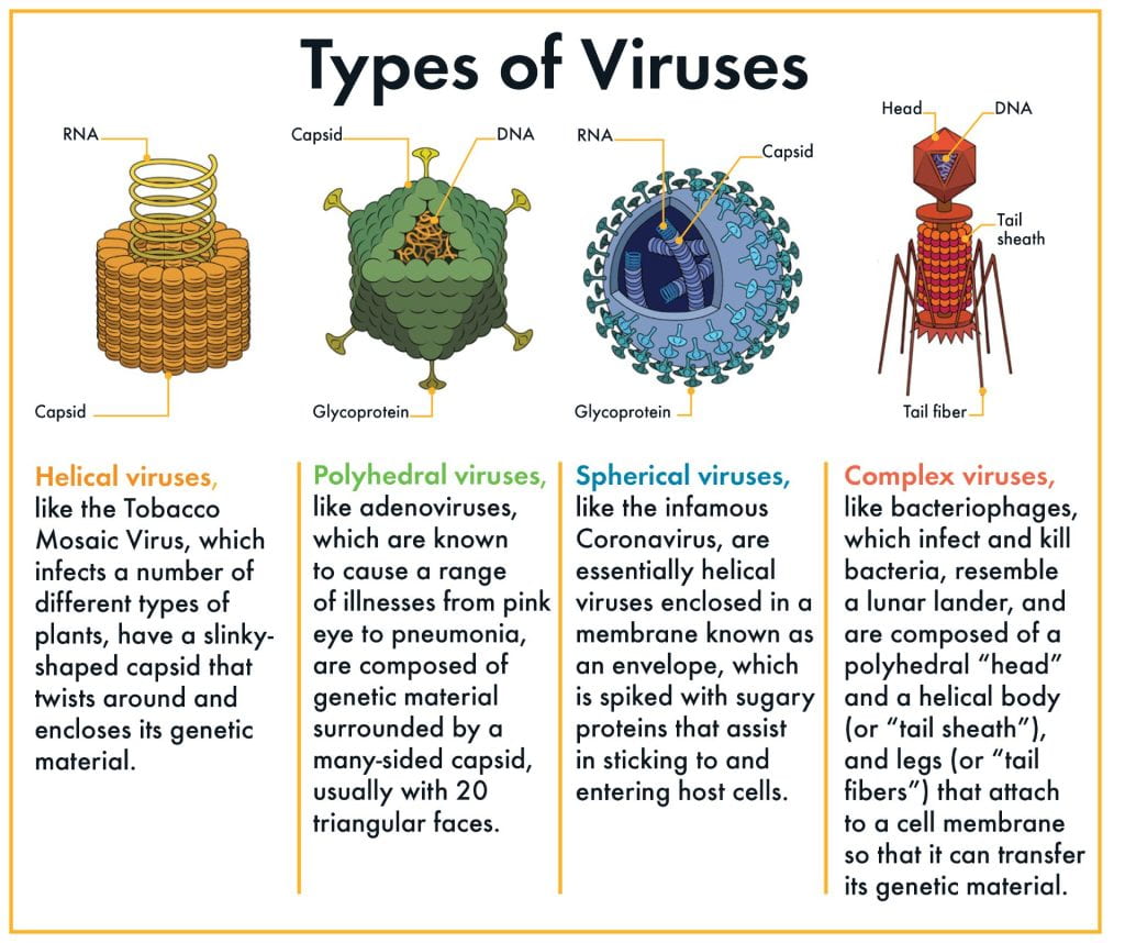 Four types of viruses.