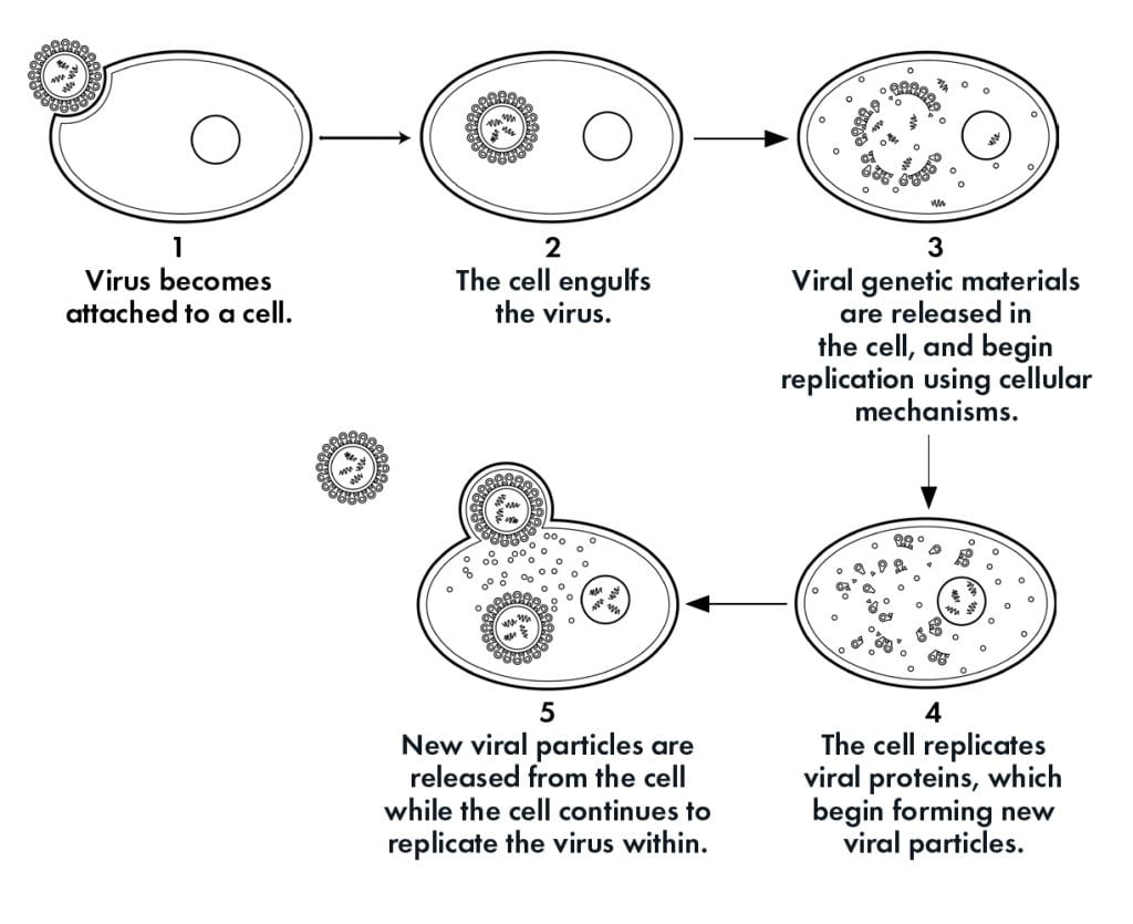 Five stages of how a virus infects a host cell.