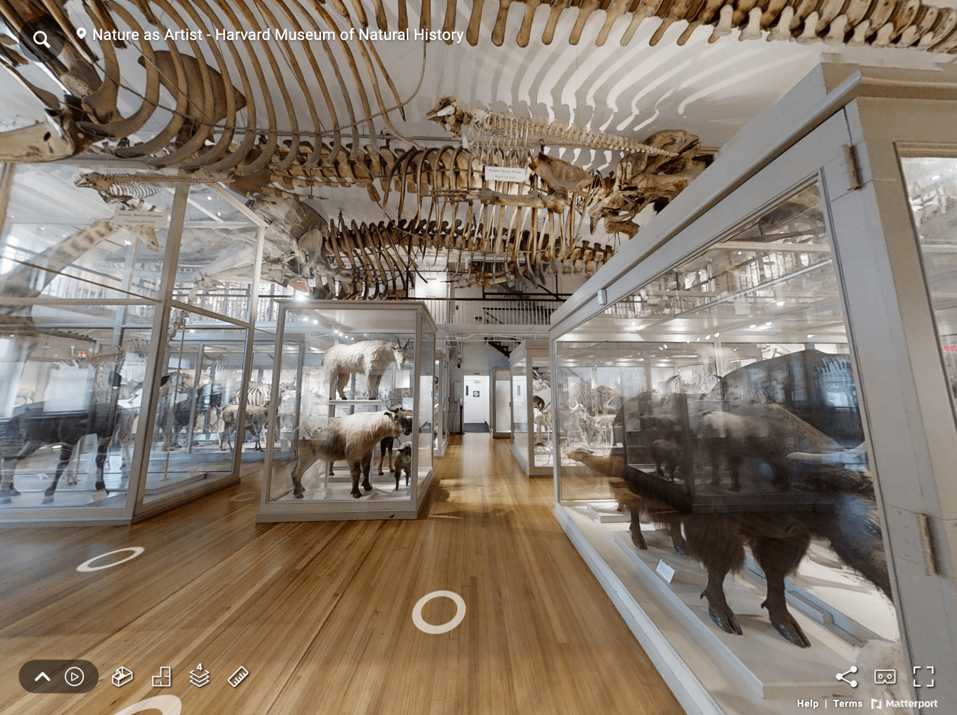Museum gallery filled with taxidermy animals and whale skeletons