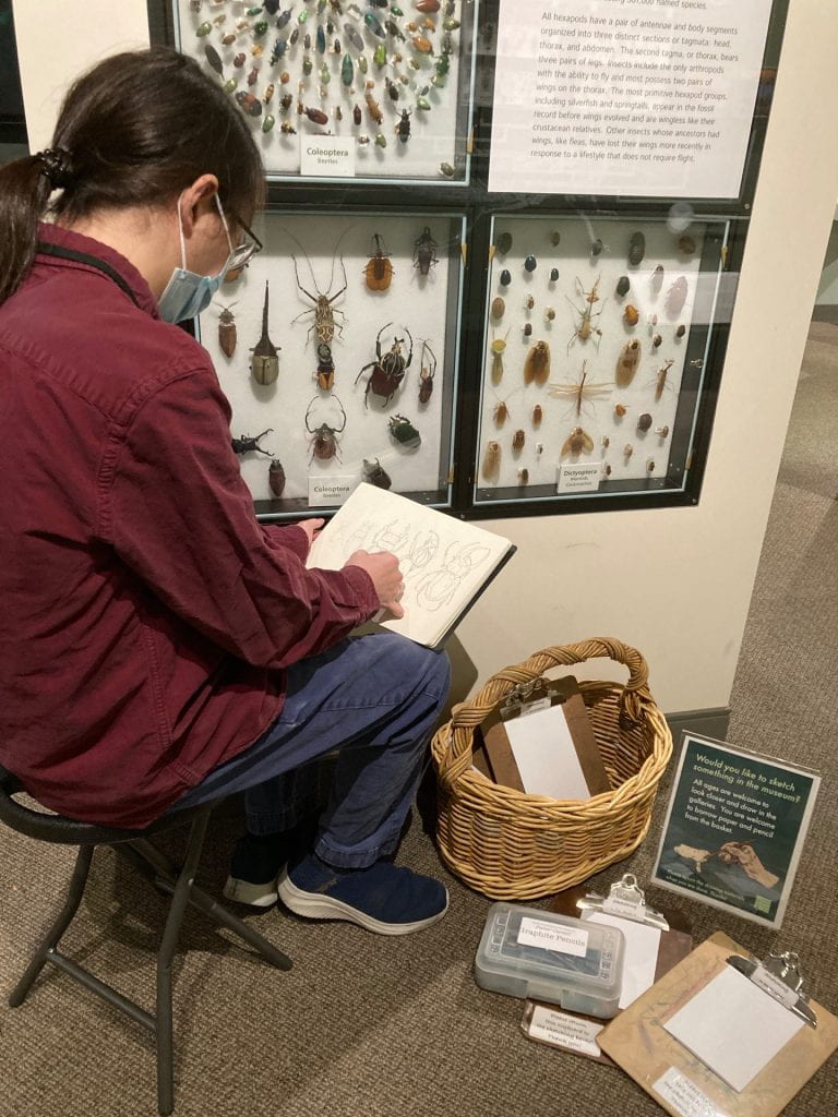 Woman sitting at a case full of beetles, drawing.