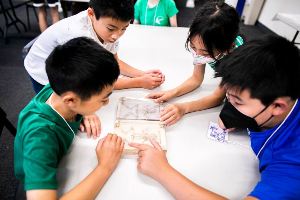 Four boys closely examine a skeleton sample in the classroom.