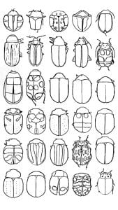 An illustration of a grid of 30 beetles. 