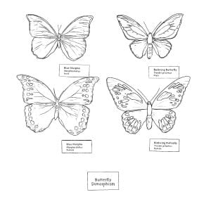 A black and white illustration of four butterflies.