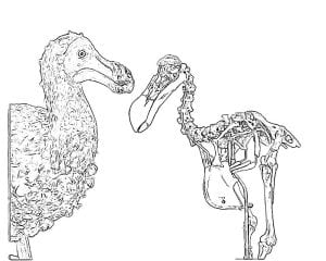 An illustration of a dodo next to a skeleton of a dodo.