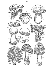 Black and white illustration of different species of fungi.