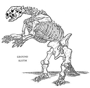 Black and white illustration of a ground sloth fossil.
