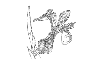 Black and white illustration of an iris.