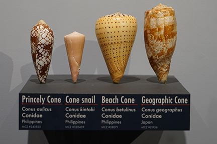 Four different cones lined up on display.