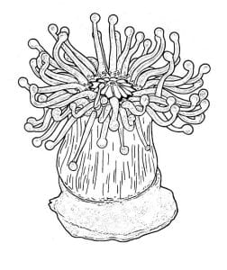 Black and white line illustration of a devonshire cup coral.