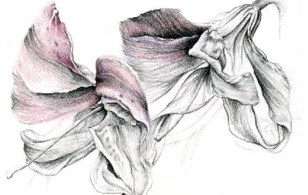 Colored Pencil Sketch of some Flowers
