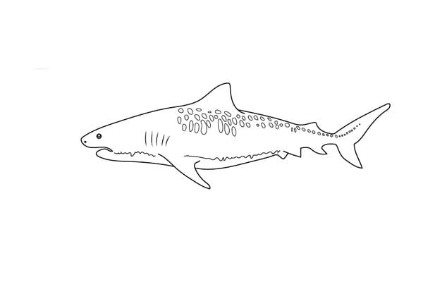 Black and white illustration of a tiger shark.