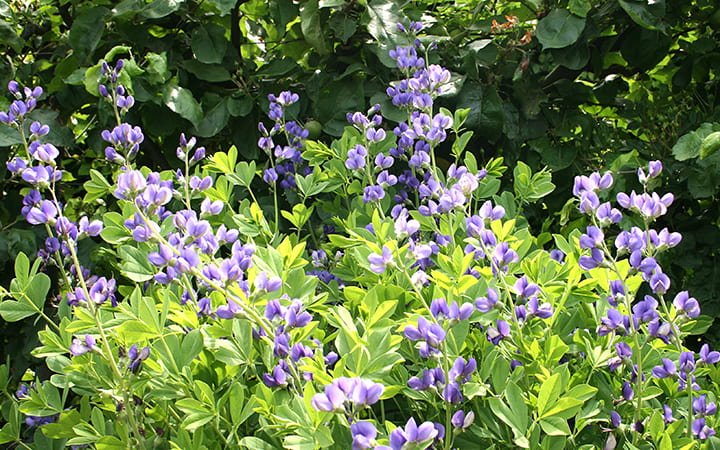 Small purple flowers surrounded by green leaves.
