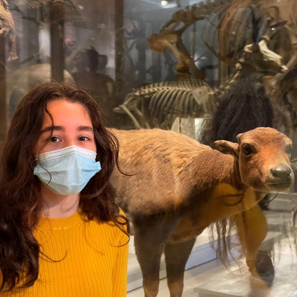 A teen, Amanda Rodriguez Sheridan, standing in front of her chosen museum animal, the mountain anoa.