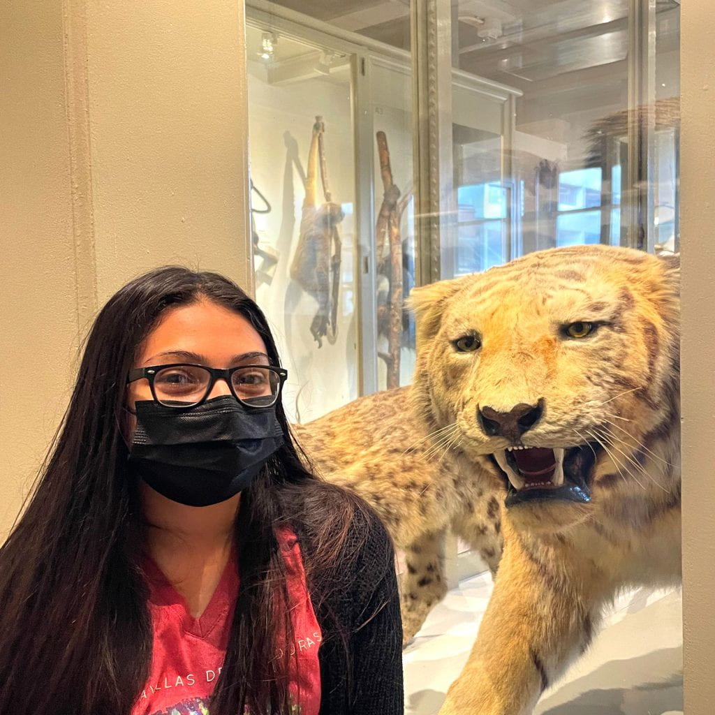 Teen, Katherine Arias López, in front of her chosen animal in the museum, the siberian tiger.