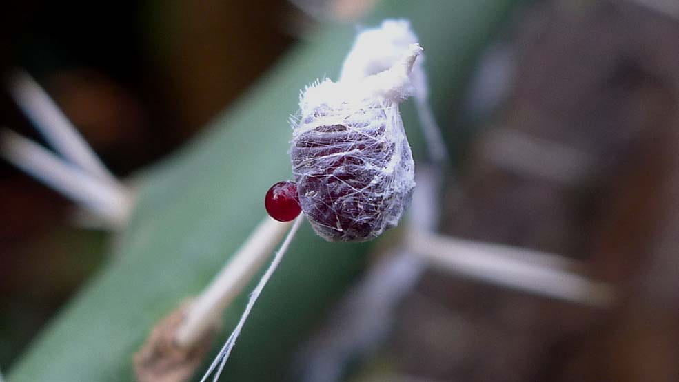 A cocoon with a bead of red liquid emerging.