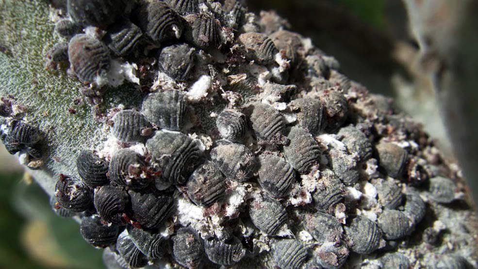 Black bugs clinging to a cactus pad.