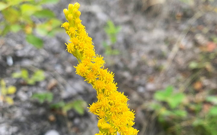 Bright, yellow flowers clumped closely together on a stem.
