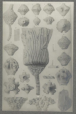 Black and white illustration of shells.