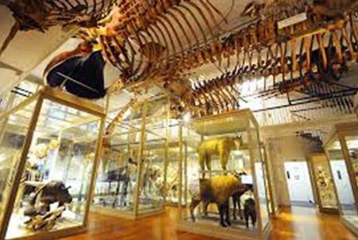 View of the Mammal Hall Gallery.