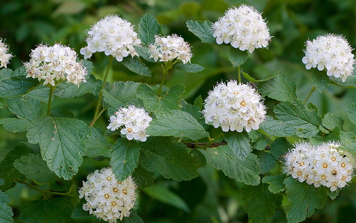 Round white flowers surrounded by leaves.