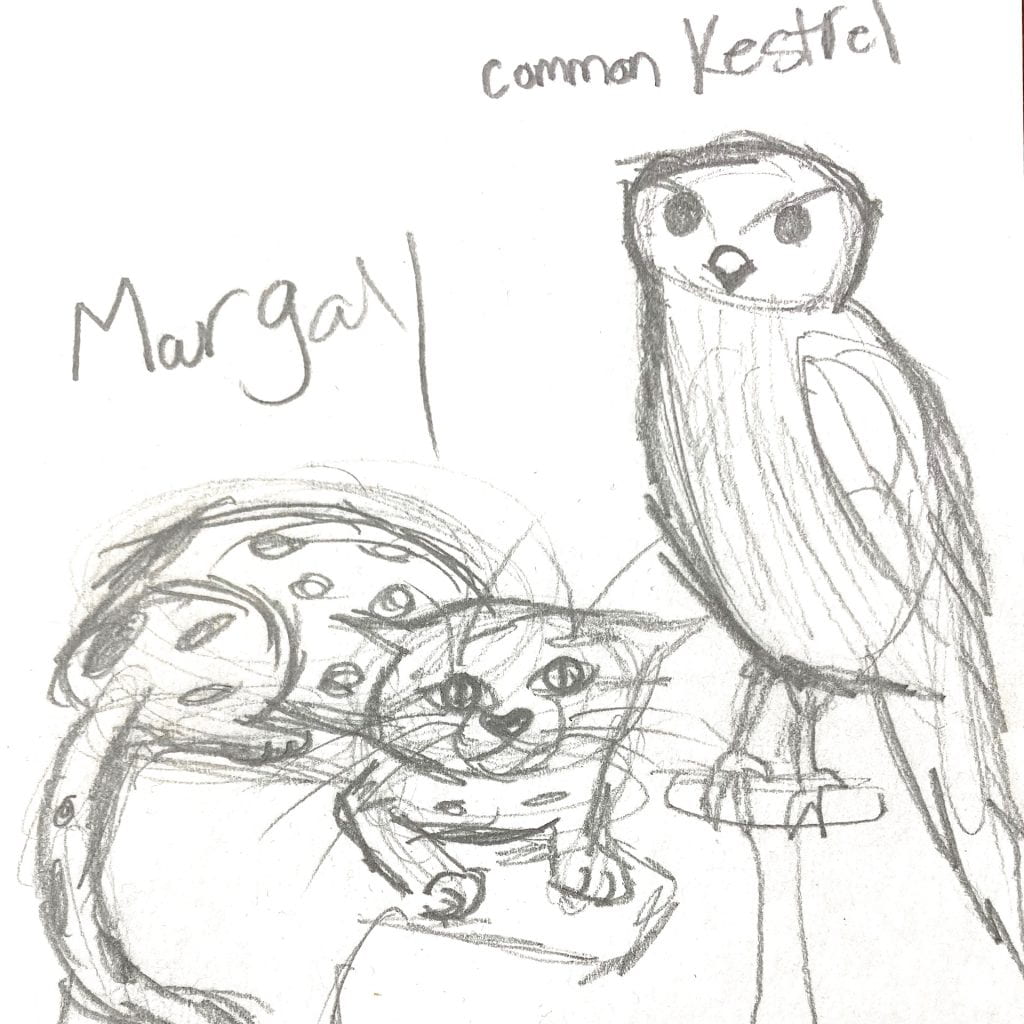 Quick sketch of a common kestrel and a margay.