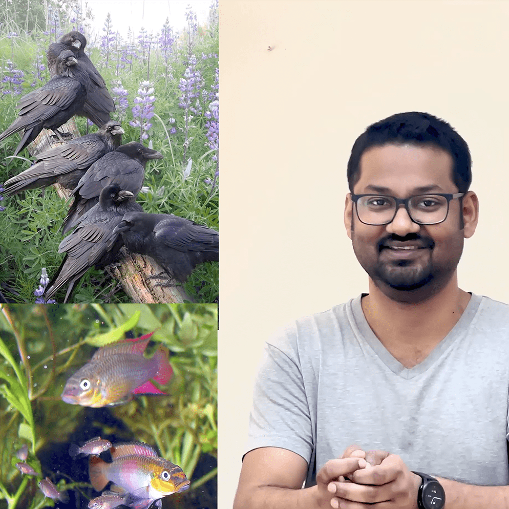 Harvard student, Souvik Mandal, on the right, a group of black birds on the top left and a group of purple and pink fish on the bottom left.