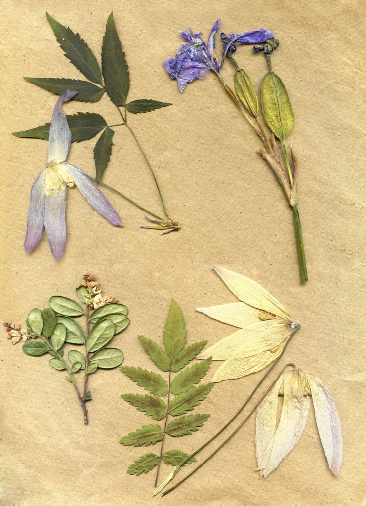 Vintage herbarium background on old paper.