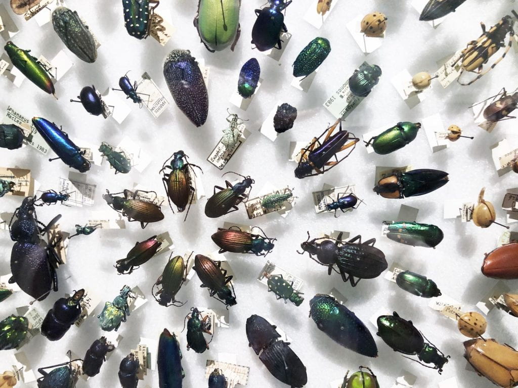 A concentric circle of pinned, colorful beetles.