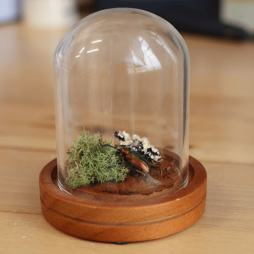 A glass dome covering a beetle and green moss.