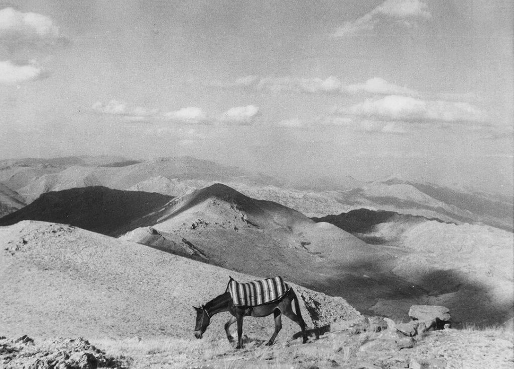 A horse traveling through the desert.