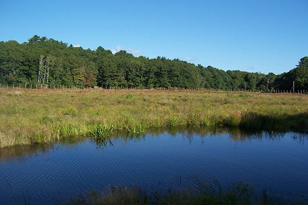 An landscape of tall trees, grass and a blue pond.