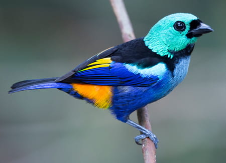 A small bird with brilliant coloration