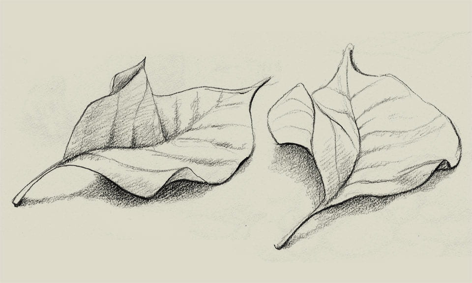 A sketch of two leaves