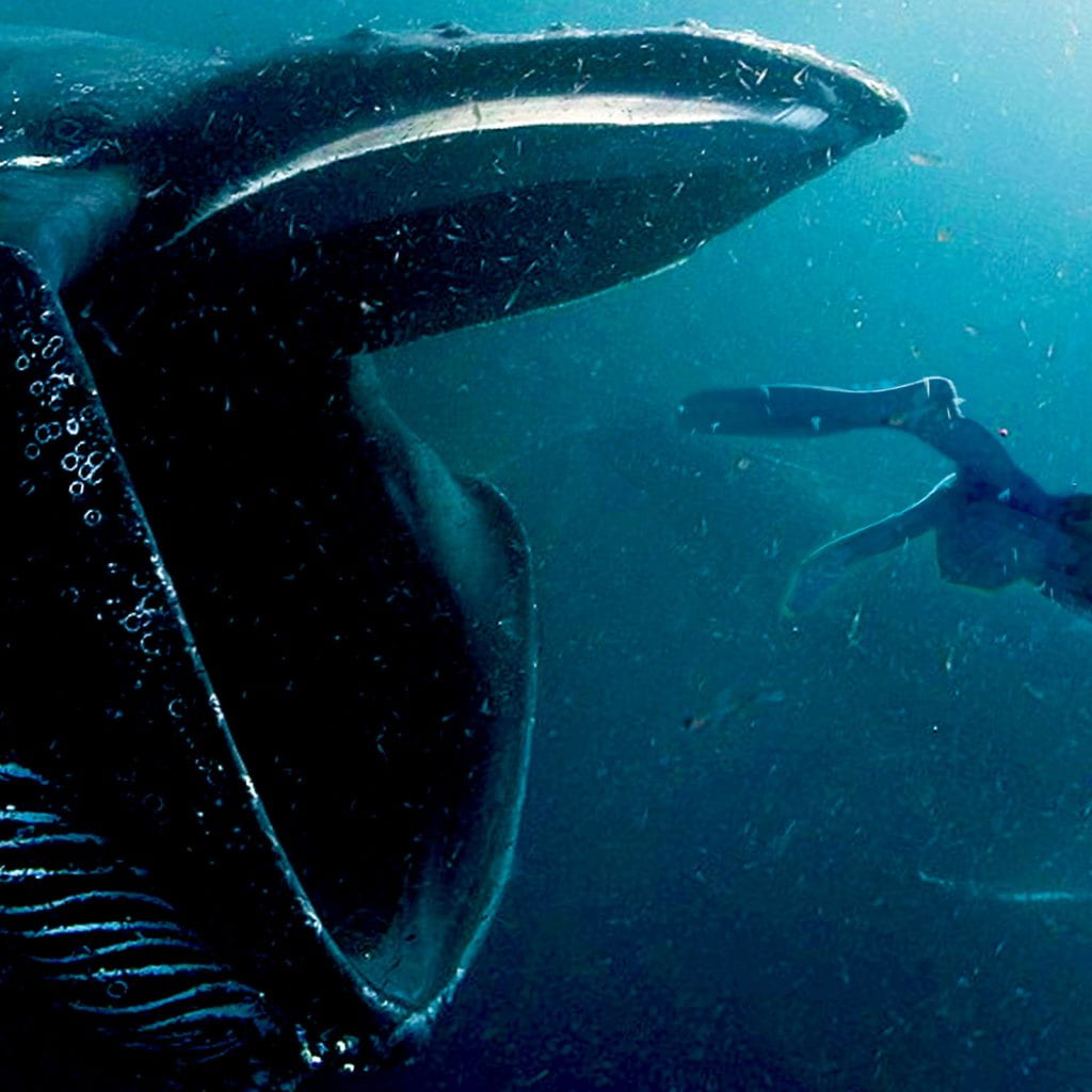 An underwater scene of a whale's open mouth right behind a diver's feet.