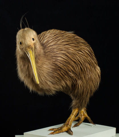 A taxidermy kiwi bird.
