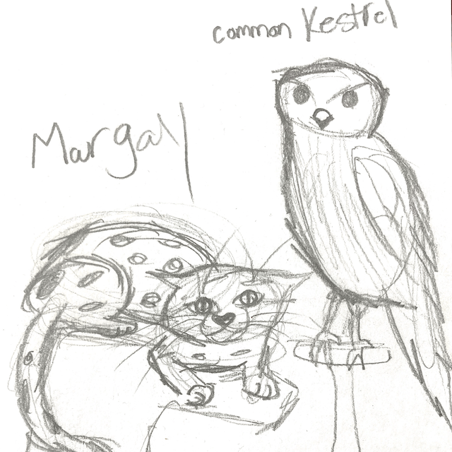 A pencil sketch of a common kestrel and a margay cat.