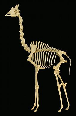 A complete giraffe skeleton displayed on a black background.
