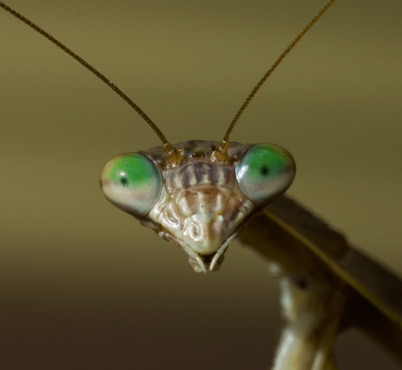 A closeup of a praying mantid's face.